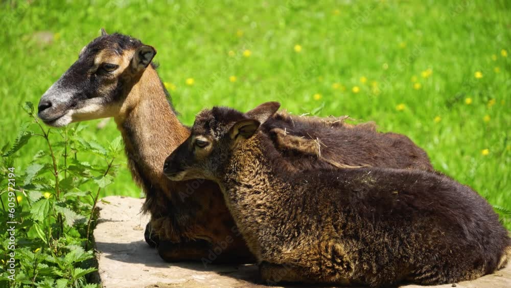 A baby Mouflon, ram resting in spring on a sunny day A baby Mouflon, ram resting in spring on a sunny day