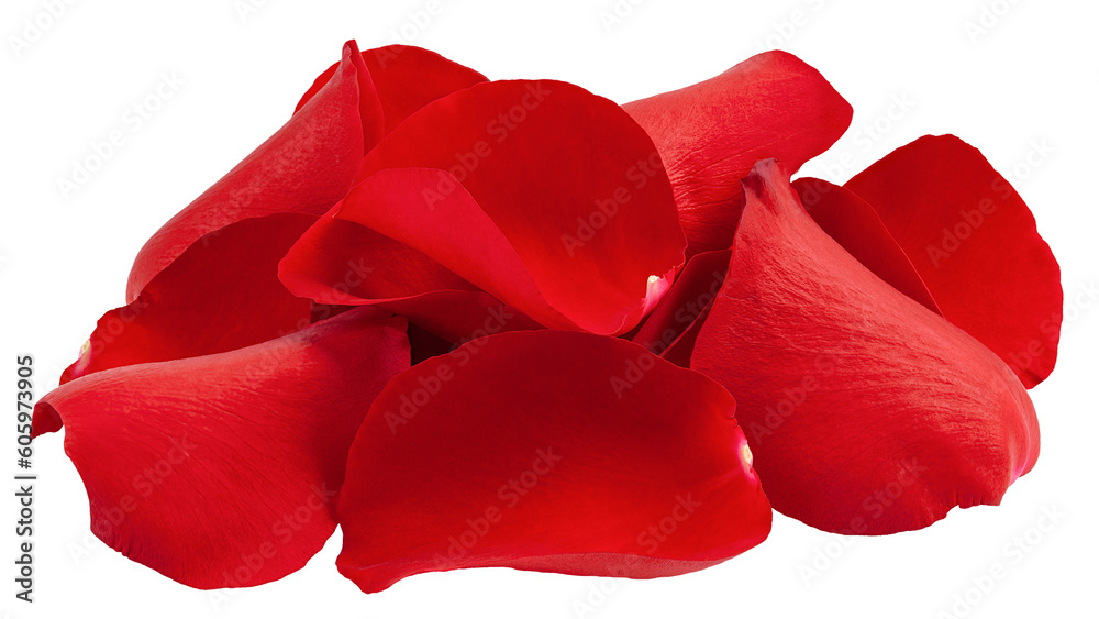 Rose isolated on white background, full depth of field Rose isolated on white background, full depth of field