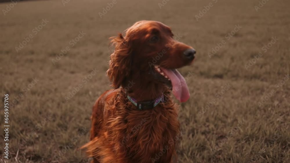 Happy Irish setter pet dog with his tongue out running walking in the forest. Orange golden green autumn fall concept. High quality FullHD footage Happy Irish setter pet dog with his tongue out running walking in the forest. Orange golden green autumn fall concept. High quality FullHD footage