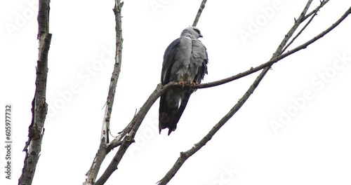 This is a static video of a Mississippi Kite Ictinia mississippiensis in a tree with a blown out overcast sky. photo