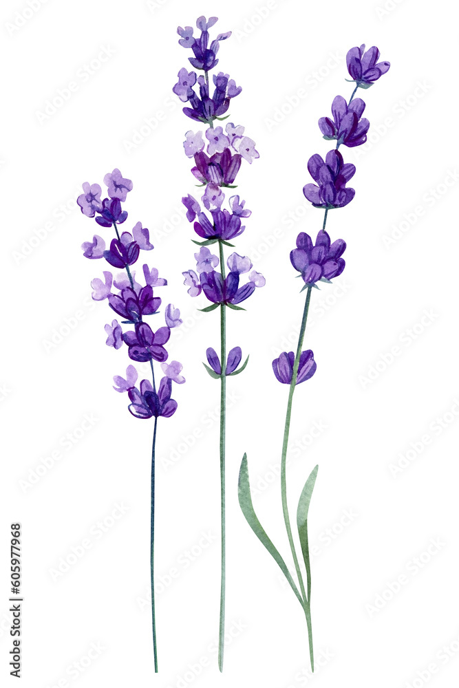 Naklejka premium Lavender flowers set, violet flower on an isolated white background, watercolor illustration, hand drawing