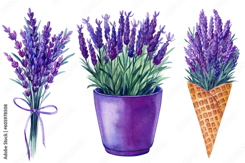 Lavender flower, bouquet lavender flowers in pot, isolated white background, flora watercolor illustration hand drawing