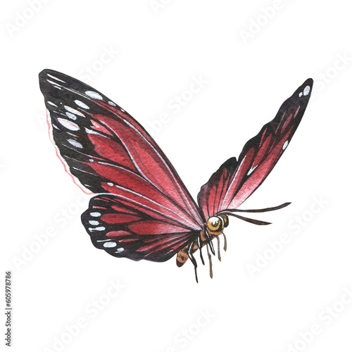 Red butterfly with detailed wings isolated on white background. Watercolor hand drawn realistic llustration for design © asetrova