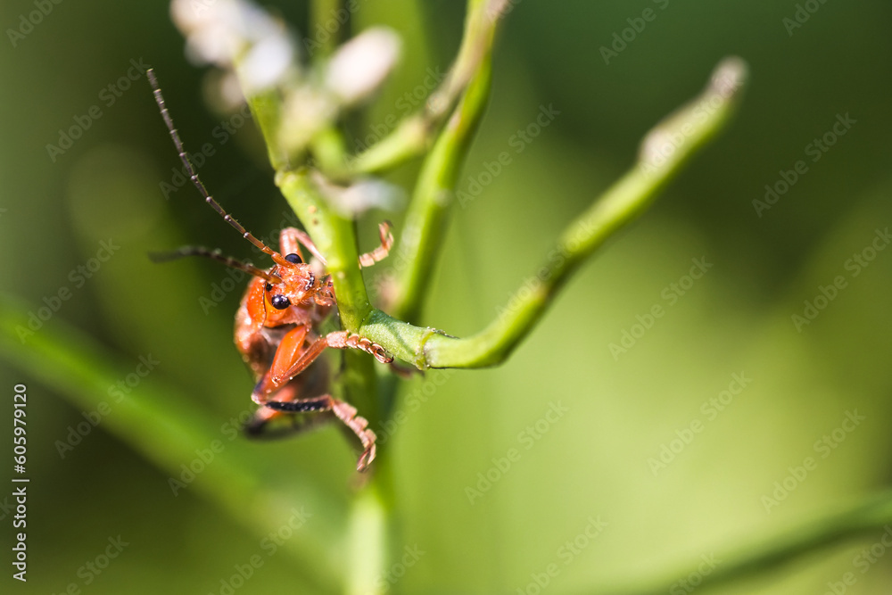 Nahaufnahme vom roten Weichkäfer (Rhagonycha fulva) Nahaufnahme vom roten Weichkäfer (Rhagonycha fulva)