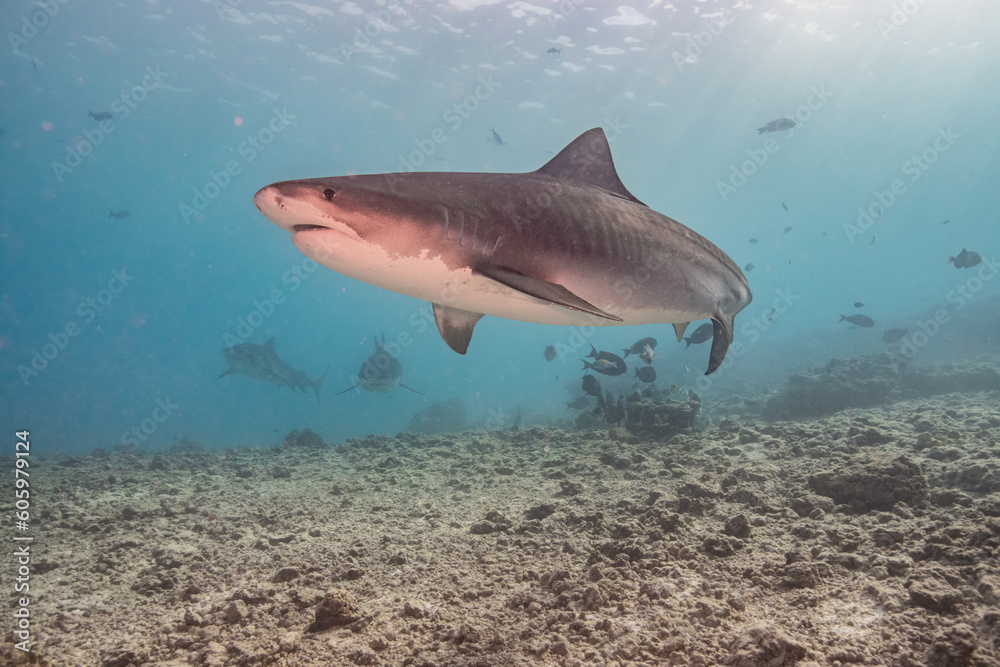 Fototapeta premium Tiger shark in the ocean