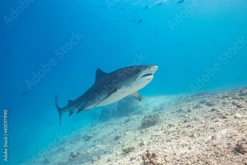 Tiger shark in the ocean © Stanislav