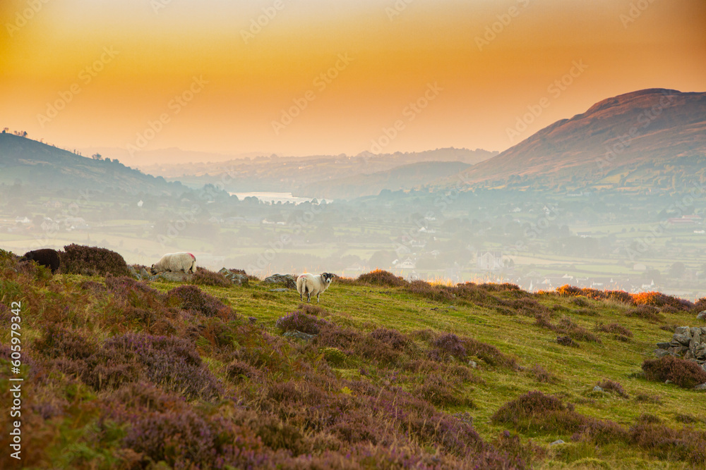 Sheep at sunset Sheep at sunset