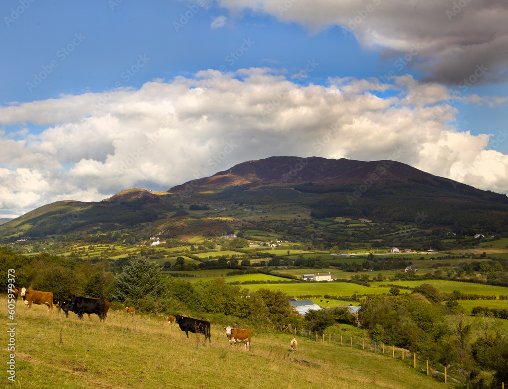 View of Slieve Gullion with cows in the foreground 