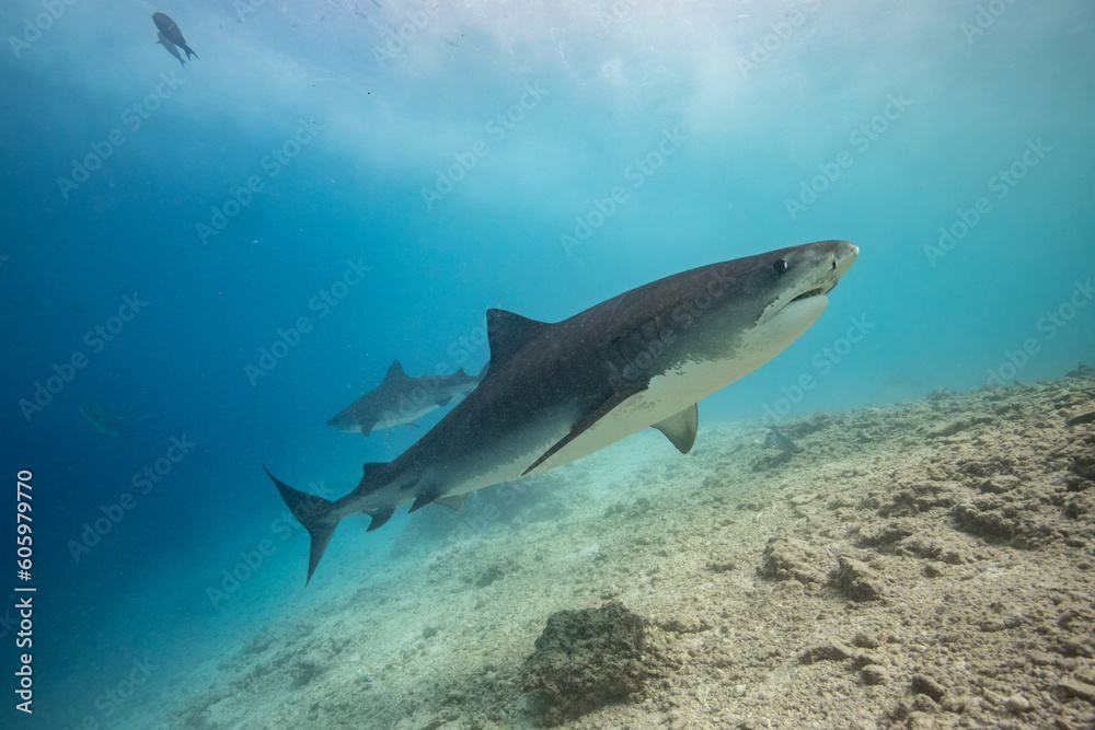 Tiger shark in the ocean Tiger shark in the ocean