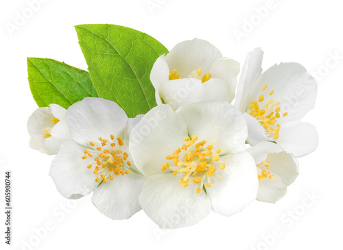 Jasmine flowers and leaves isolated. Png transparency