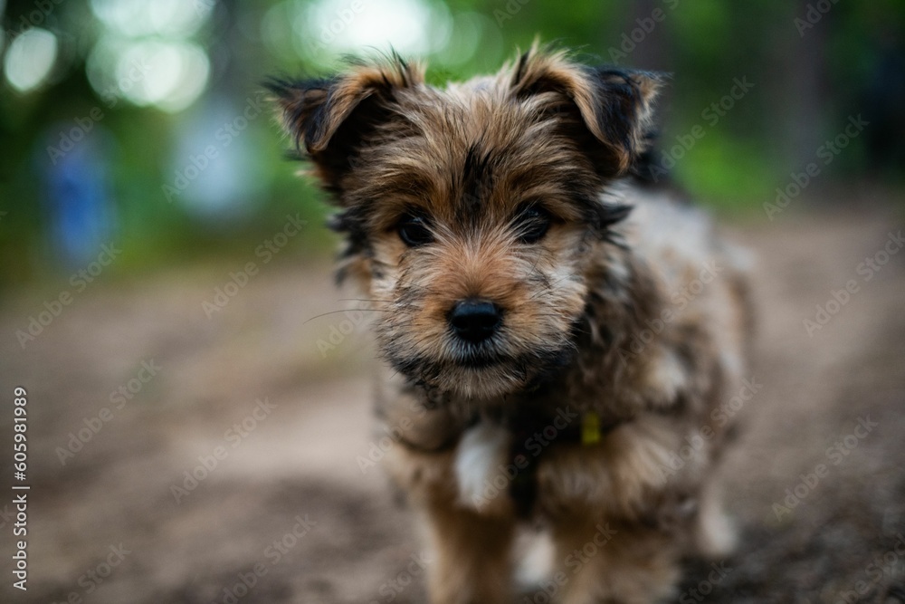 Selective shot of the Yorkshire Terrier, a British breed of toy dog of terrier type