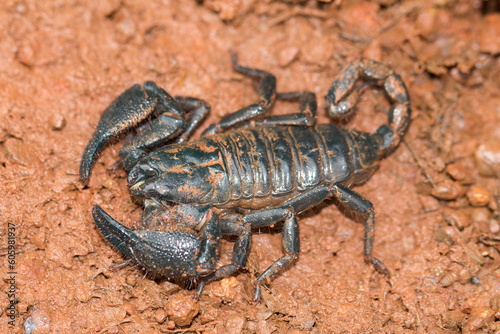 Closeup shot of a Giant forest scorpion (Heterometrus spinifer) © Chaitanya/Wirestock Creators