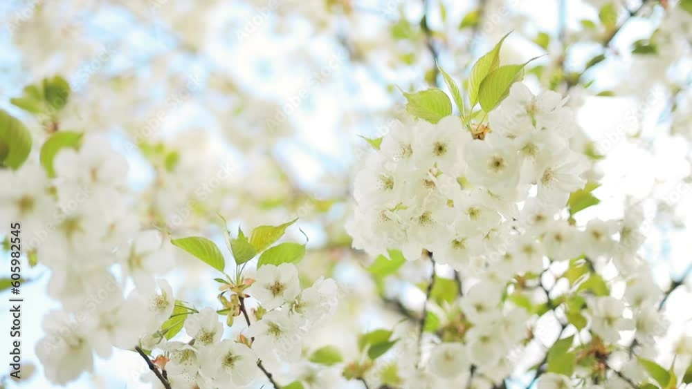 Spring flowering cherry, white flowers close-up, Selective focus and shallow Depth of field. High quality FullHD footage Spring flowering cherry, white flowers close-up, Selective focus and shallow Depth of field. High quality FullHD footage