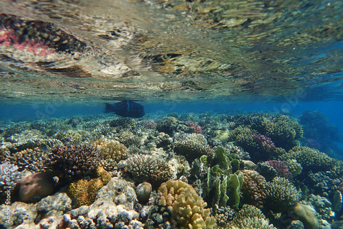 coral reef from the Red sea © jonnysek