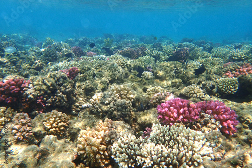 coral reef from the Red sea