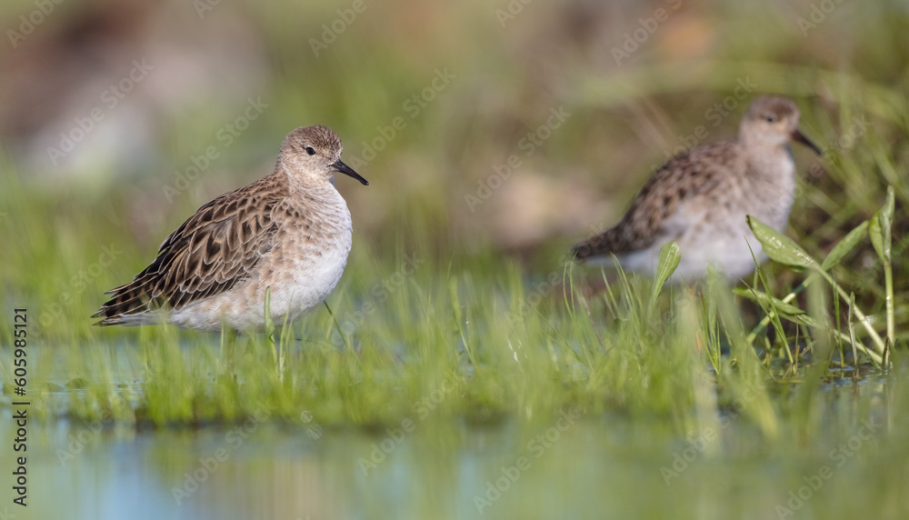 Ruff - female feeding at the wetland on the mating season in spring Ruff - female feeding at the wetland on the mating season in spring