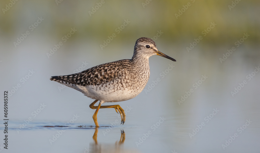 Wood Sandpiper - in spring on the migration way at wetland Wood Sandpiper - in spring on the migration way at wetland