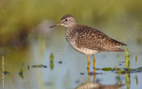 Wood Sandpiper - in spring on the migration way at wetland
