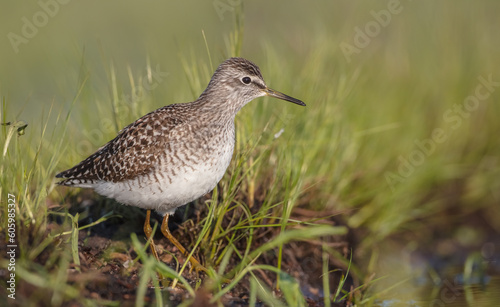 Wood Sandpiper - in spring on the migration way at wetland