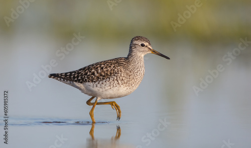 Wood Sandpiper  - in spring on the migration way at wetland