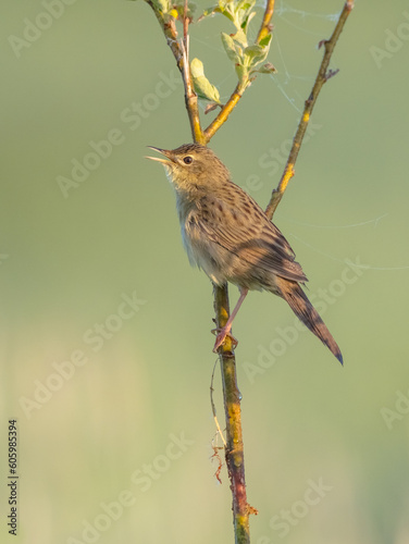 Common grasshopper warbler - at the meadow in spring © Simonas