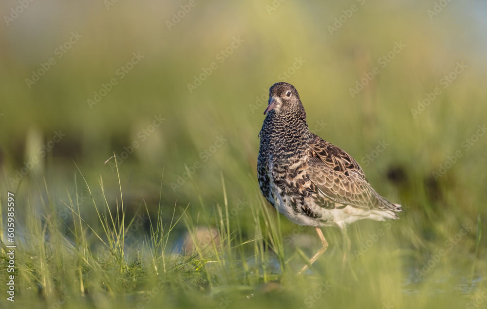 Ruff - male bird at a wetland on the mating season in spring Ruff - male bird at a wetland on the mating season in spring