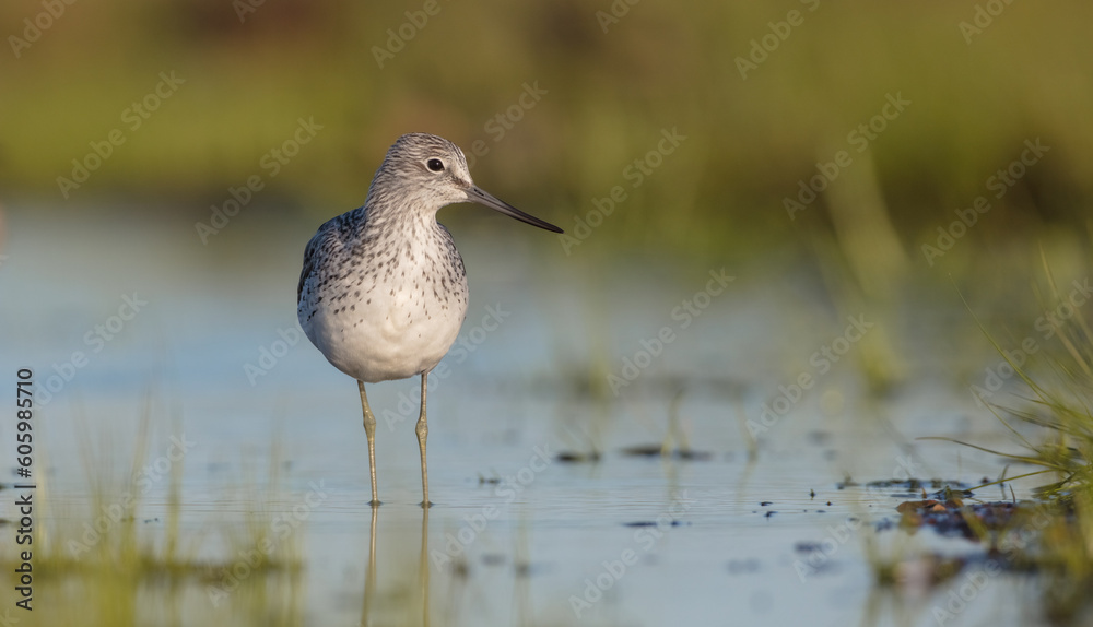 Common Greenshank feeding at a wetland in spring on a migration way Common Greenshank feeding at a wetland in spring on a migration way