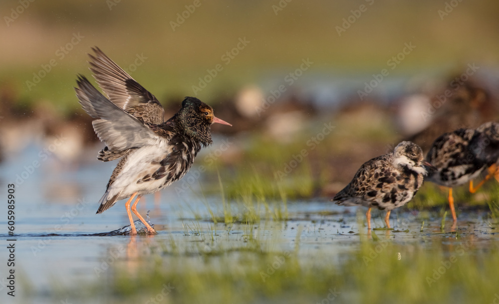 Ruff - male bird at a wetland on the mating season in spring Ruff - male bird at a wetland on the mating season in spring