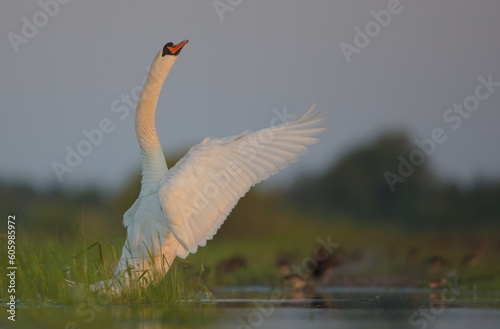 Fototapeta Naklejka Na Ścianę i Meble -  Mute swan - male at a wetland in spring