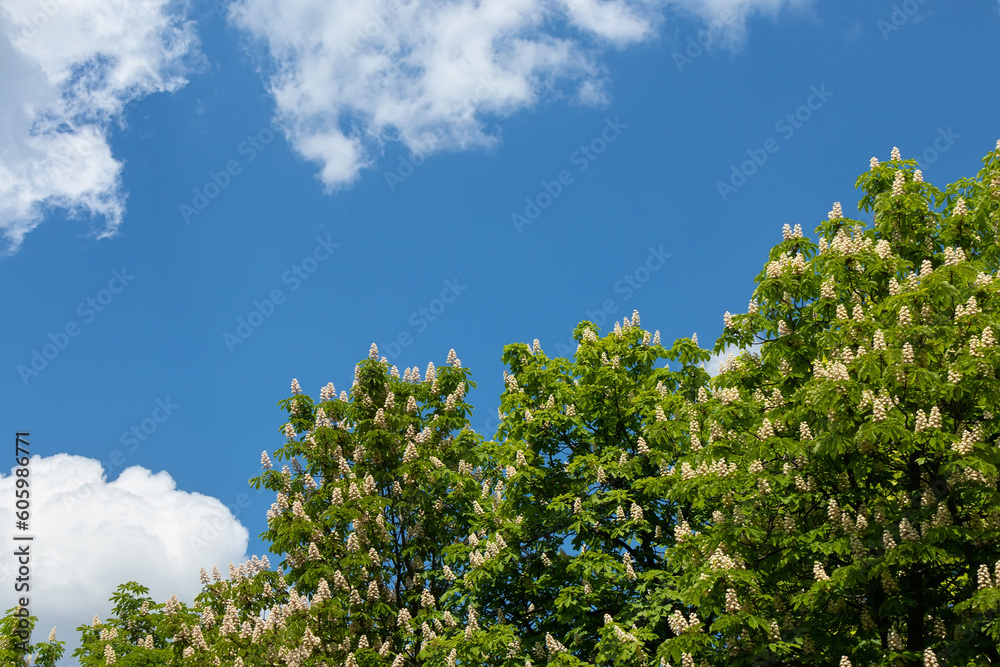 Branches of a flowering chestnut tree and blue sky with white clouds Branches of a flowering chestnut tree and blue sky with white clouds