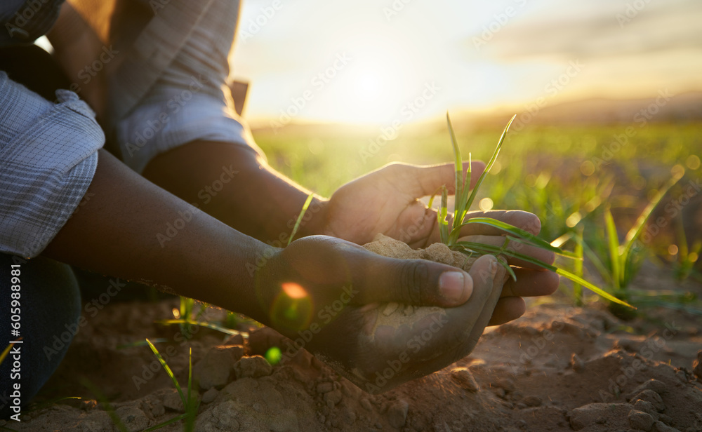 Farmer, sustainability and hands with soil and plant in countryside and
