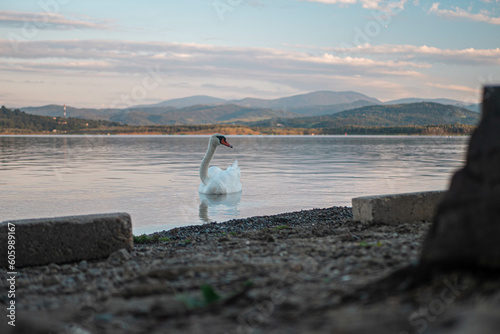 Fototapeta Naklejka Na Ścianę i Meble -  Jezioro Żywieckie - Łabędz