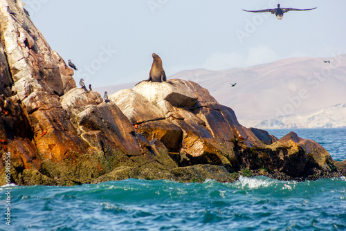 Sea lion  birds and pelican on rocks  Islas Ballestas  Paracas  Pisco Bay  Peru