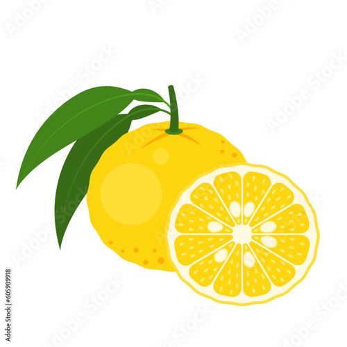 Japanese yuzu whole fruit and half isolated on white background. Citrus junos, hana yuzu or yuko icon. Vector illustration of tropical exotic fruits in flat style.
