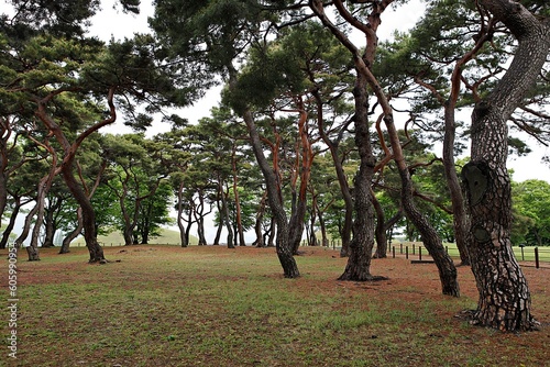 교촌한옥마을 photo