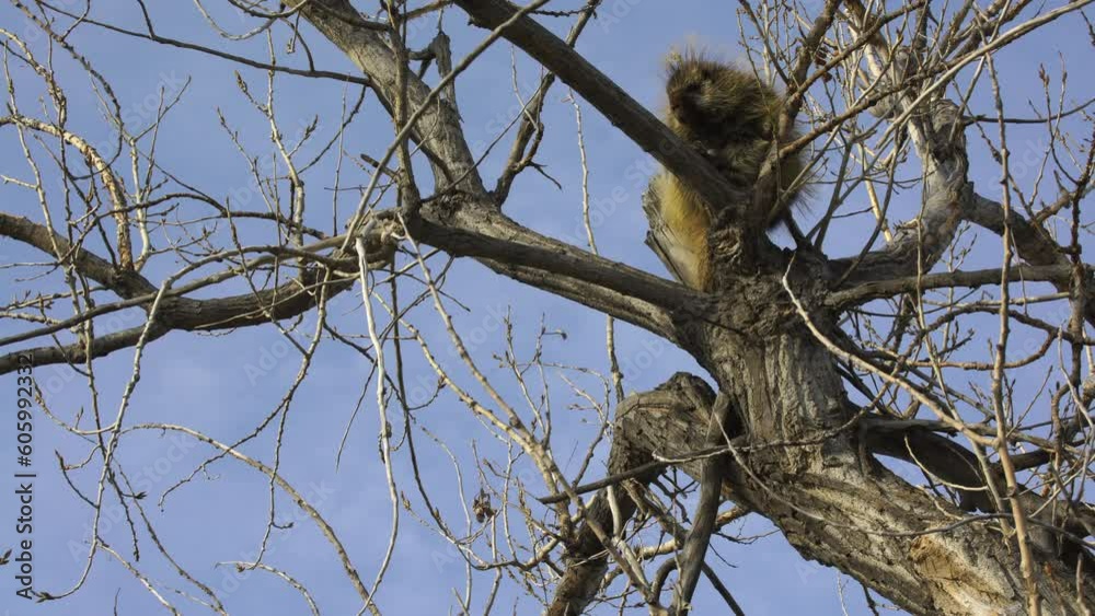 Porcupine in tree on sunny day wiggles nose in breeze Porcupine in tree on sunny day wiggles nose in breeze