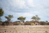 Two wild zebras in Safari with trees and the blue cloudy sky in the background during the daytime