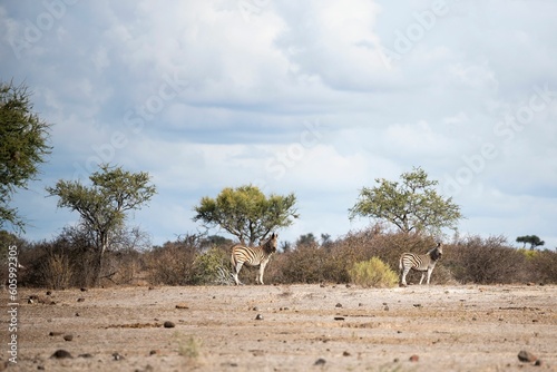 Two wild zebras in Safari with trees and the blue cloudy sky in the background during the daytime