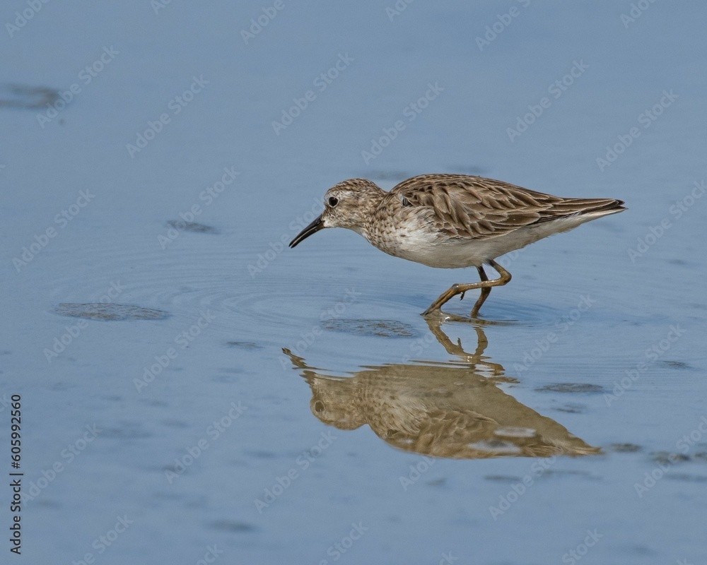 Close-up profile view of a Least sandpiper reflecting on the blue water Close-up profile view of a Least sandpiper reflecting on the blue water
