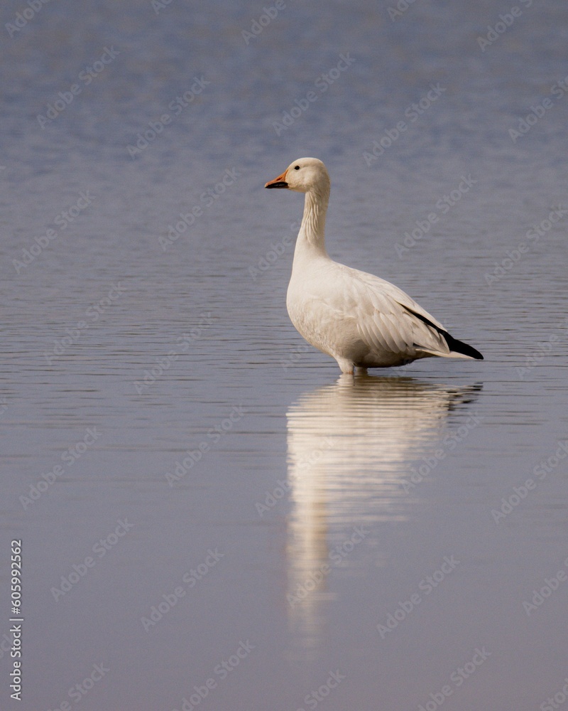 Close-up vertical profile view of a Snow goose in the water