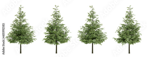 Conifer trees on transparent background  pine tress  garden plant  3d render illustration.