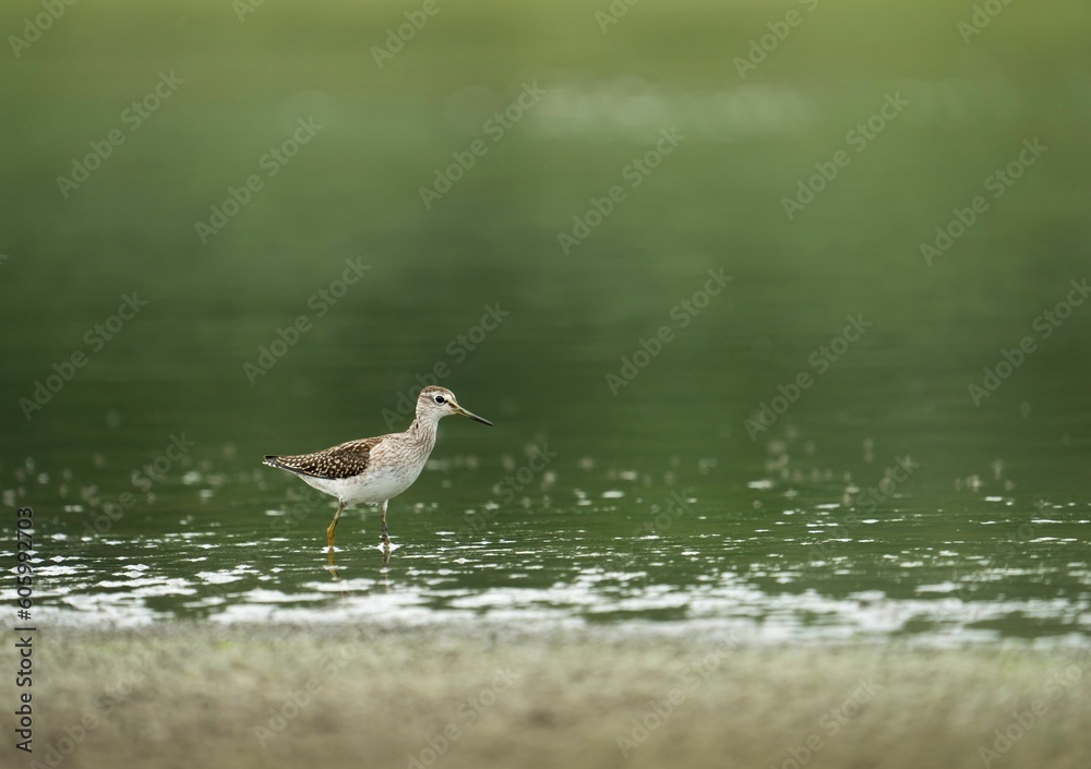 Sandpiper standing in water