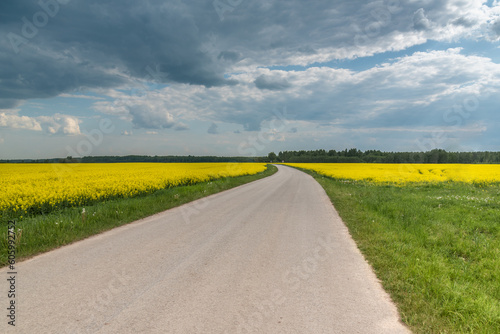 Country road trought rapeseed field and cloudy sky at spring in Latvia.