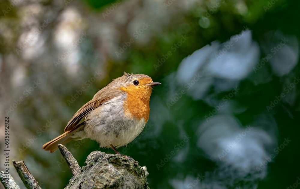 Closeup shot of robin bird against blurred background Closeup shot of robin bird against blurred background
