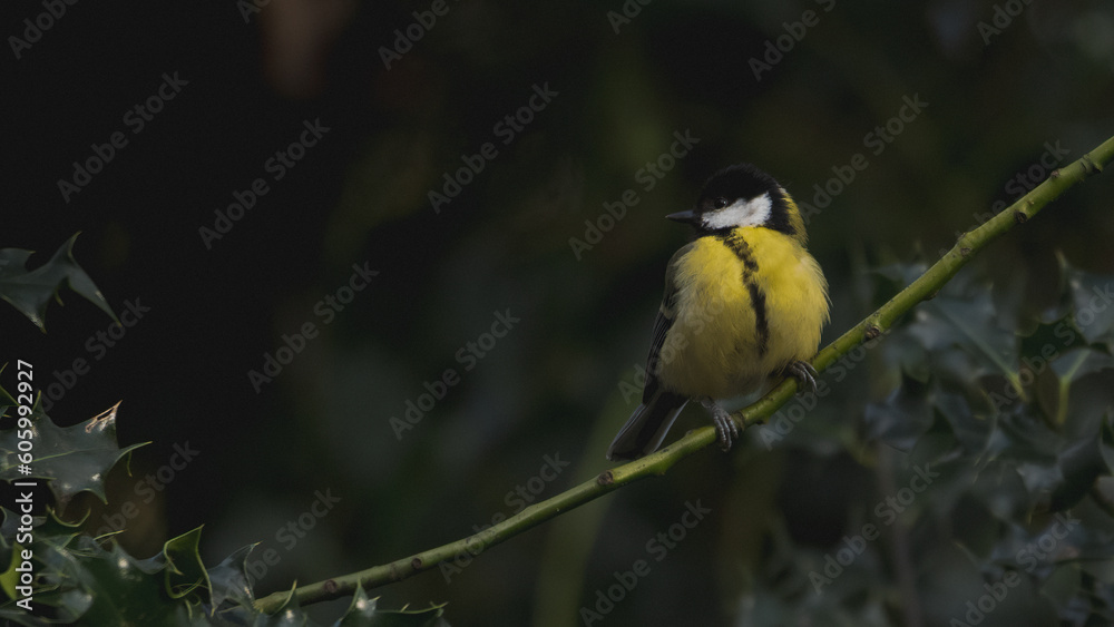 Obraz premium Closeup shot of a small bird with yellow feathers sitting in a branch shot during the cold weather
