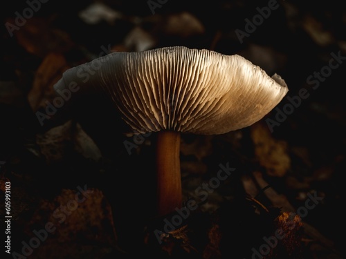 Closeup of mushroom gills on dark background.