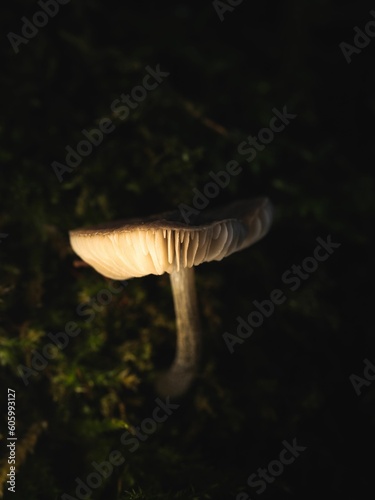 Vertical closeup of mushroom gills on dark background.