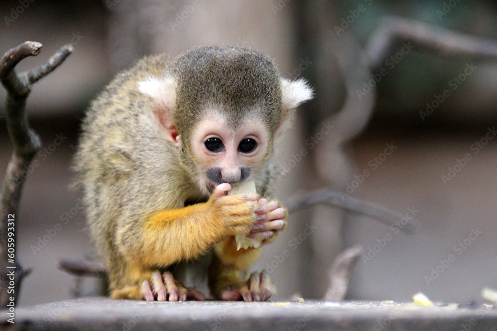 Fototapeta premium squirrel monkey in a zoo in france 