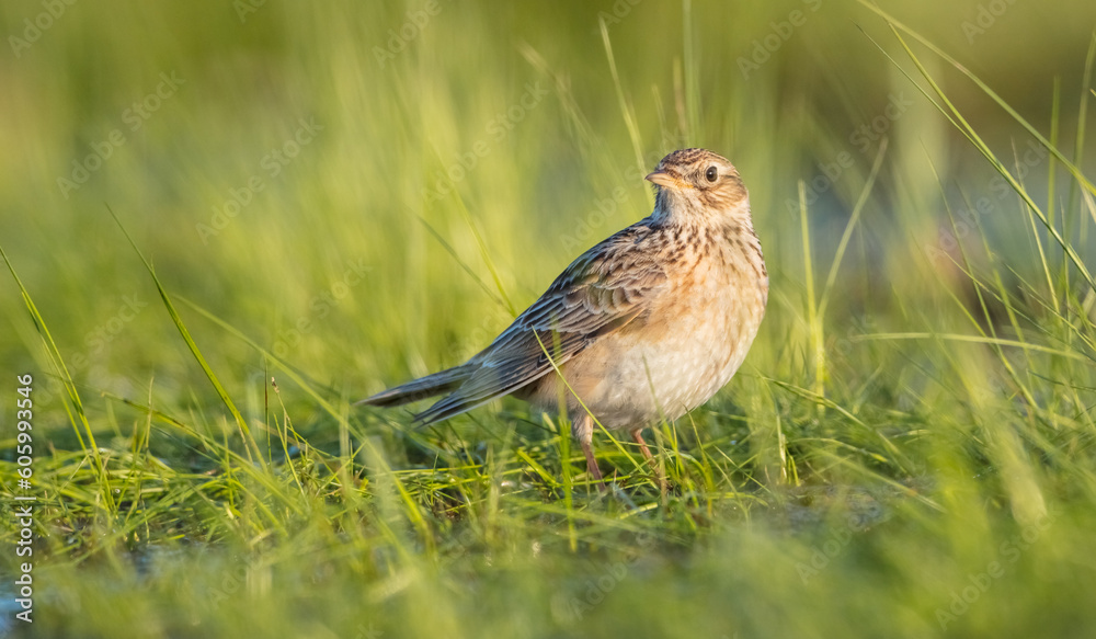 Fototapeta premium Eurasian skylark - male bird in spring at ta wetland
