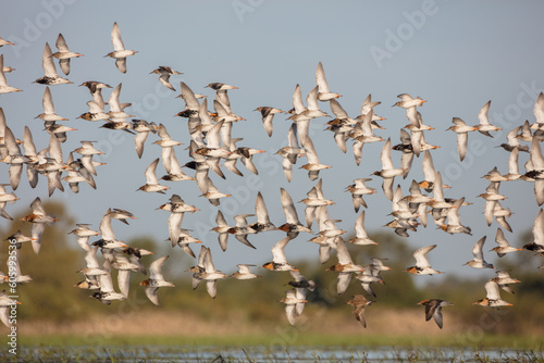 Photography Ruff - flock of birds at a wetland on the mating season in spring